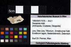 Foto (Objket + Etiketten) von Ambulocapsa altilis (Robins, Feldmann & Schweitzer, 2013) 